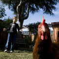 Can You Keep Chickens in Danville, California? - A Comprehensive Guide